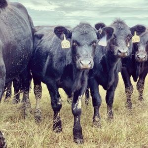 Meet your Posher, Pat